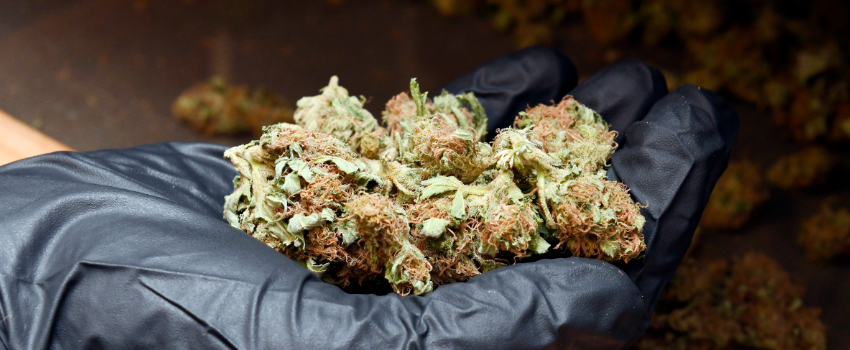 PossessingMarijuana