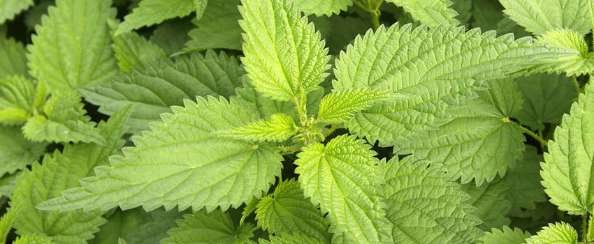 hiding cannabis plant