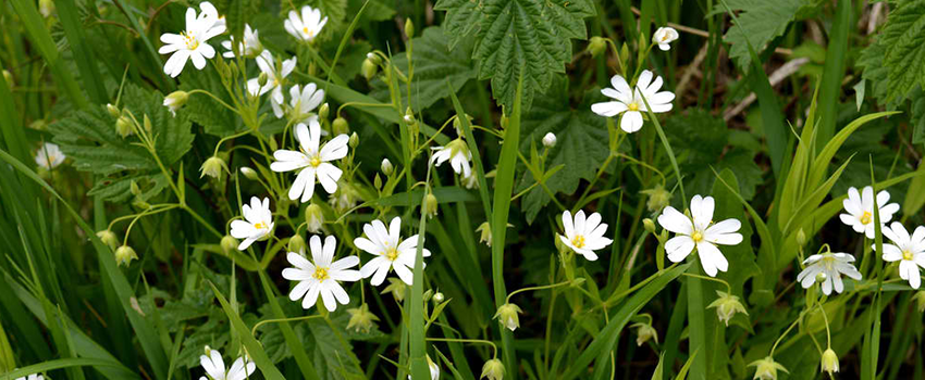 hiding cannabis smell with companion plants