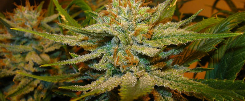 Auto Lemon OG Haze