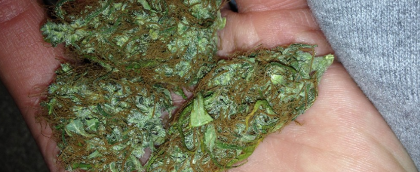 Auto Sour Diesel