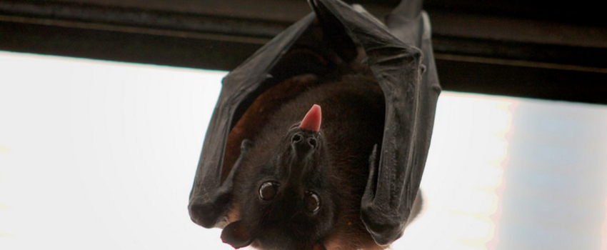 Bat Guano