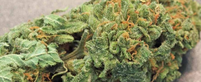 Blue Cheese