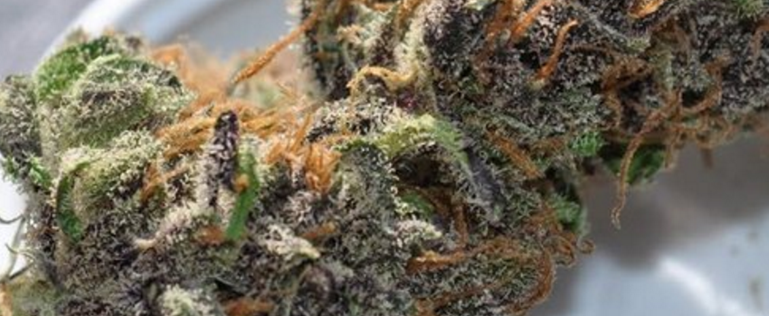 Blue Cheese
