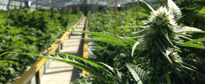 Commercial Growing of Marijuana and Appropriate Licensing