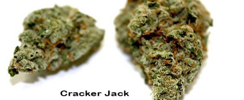 Cracker Jack Adverse Reaction