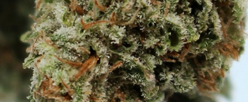 Critical Hog Adverse Reaction