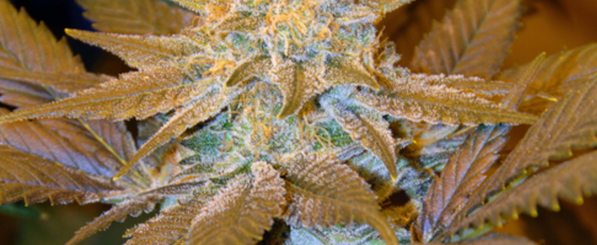 Critical Hog Medical