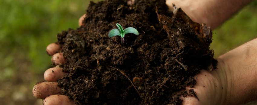 Grow in Soil