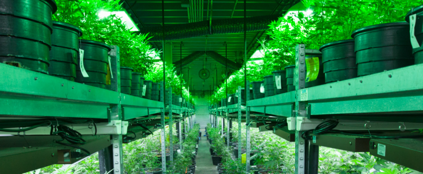 Growing and Manufacturing Marijuana