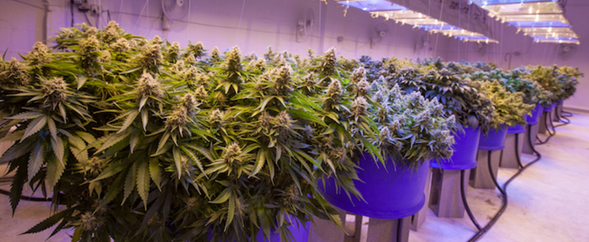 Growing and Manufacturing Marijuana