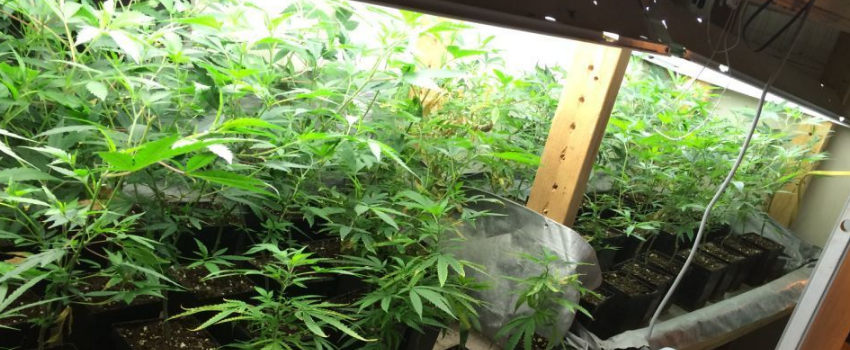 Growing and Manufacturing Marijuana