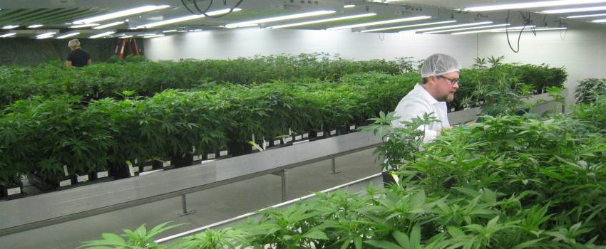 Growing and Manufacturing Marijuana