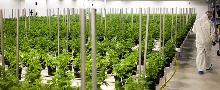 Growing and Manufacturing Marijuana