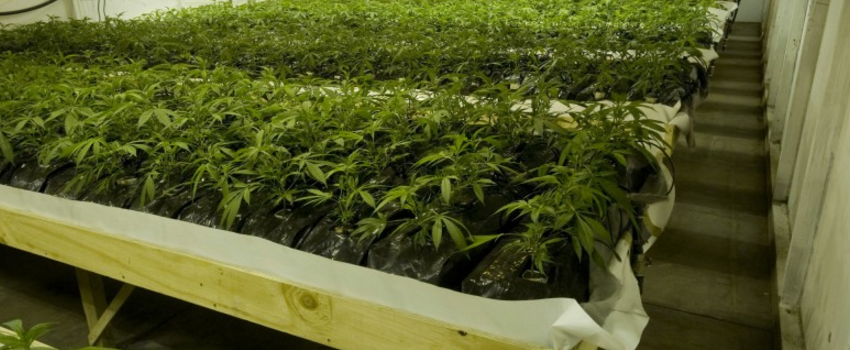 Growing and Manufacturing Marijuana
