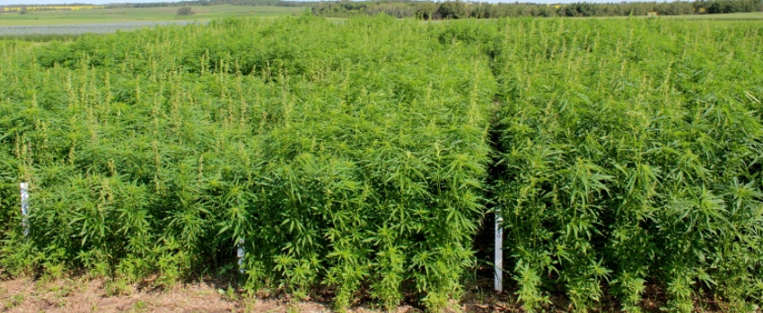 Hemp