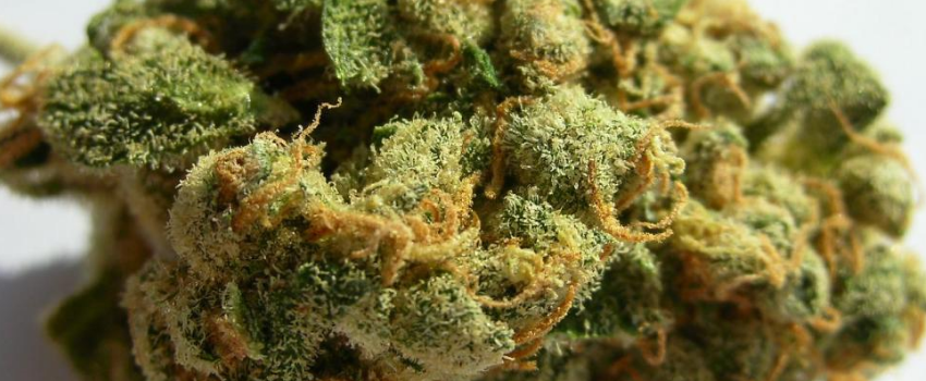 Jack Herer