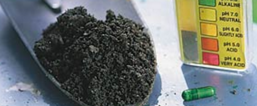 Best Soil for Marijuana