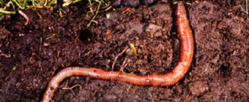 Aerate the Soil