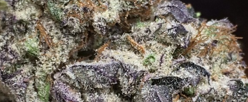Blackberry Bubble Medical