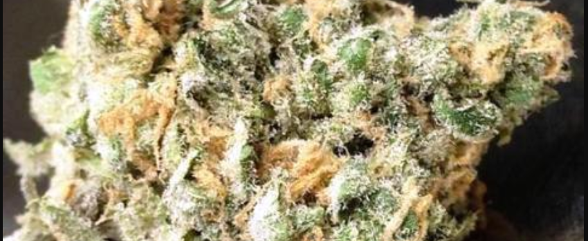 Blue Zombie Medical