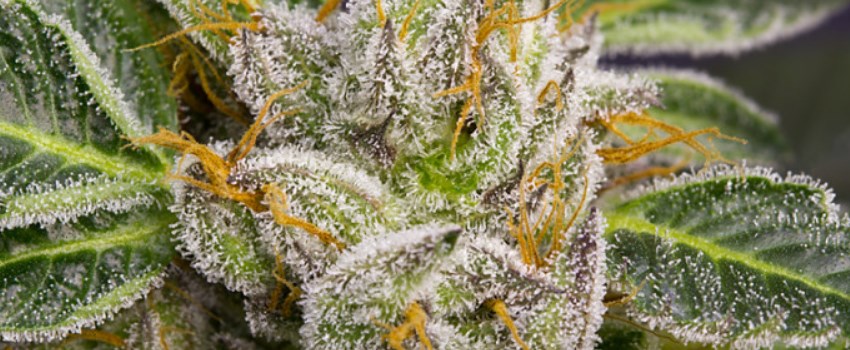 Flowerbomb Kush Effects