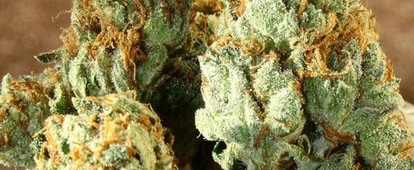Flowerbomb Kush Medical