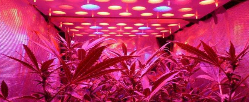 LED Cannabis plants