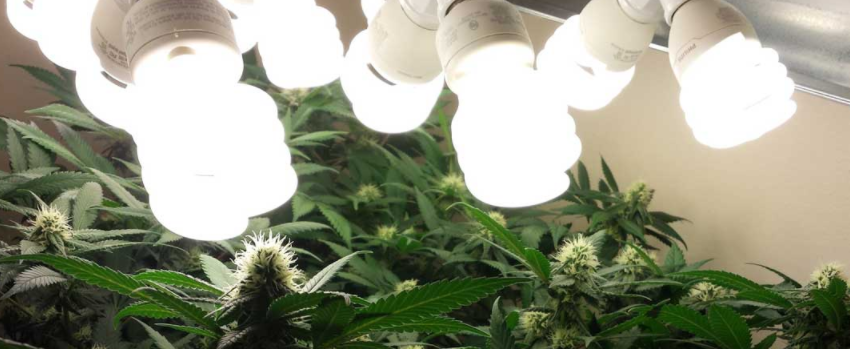 LED Grow Light