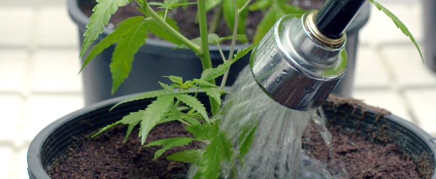 Make the Soil More Absorbent