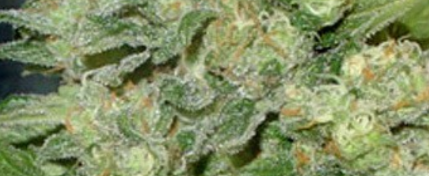 Mangolicious Medical
