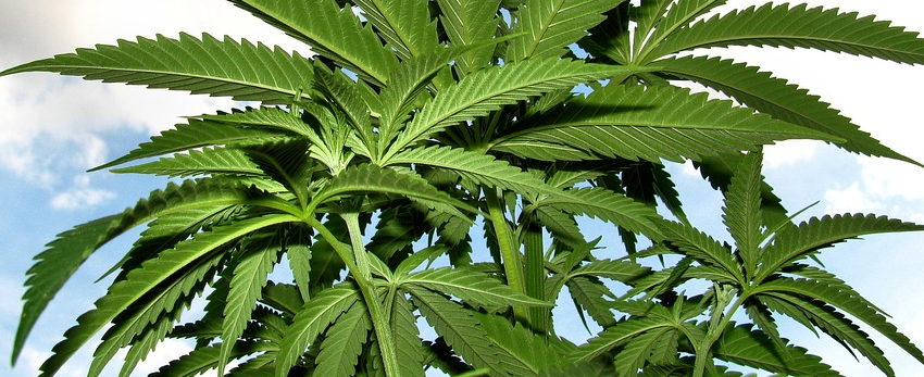 Marijuana