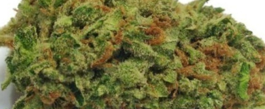Medi Bud Effects