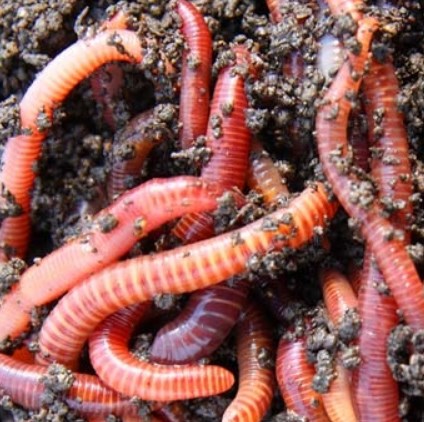 Obtain Earthworms