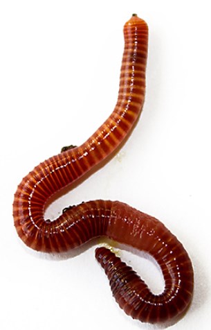 Red Worms