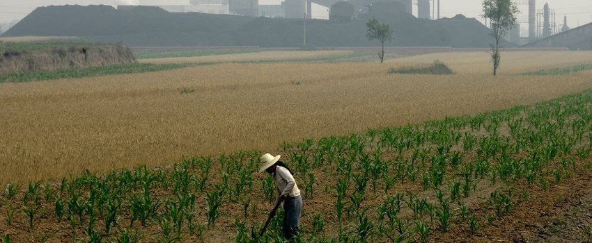 Remove Toxins in the Soil
