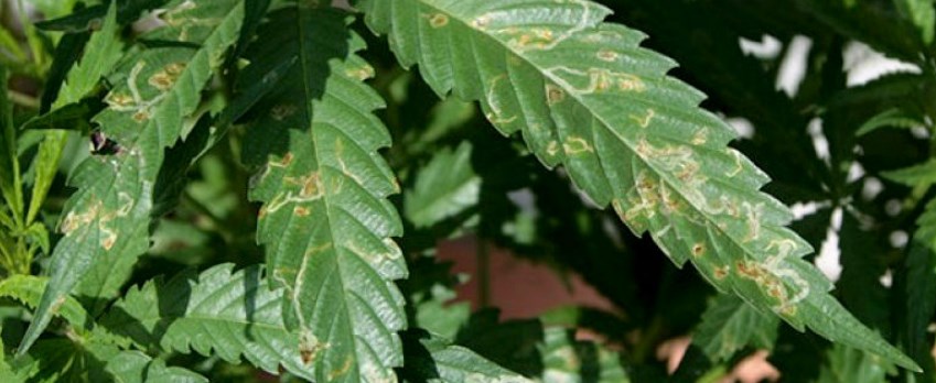 Repel Pests