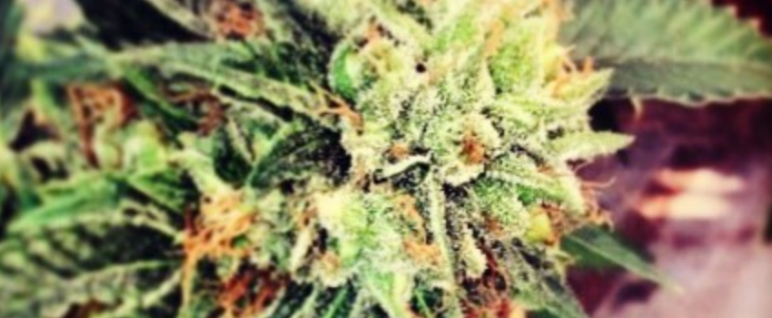 Ridge Berry Medical