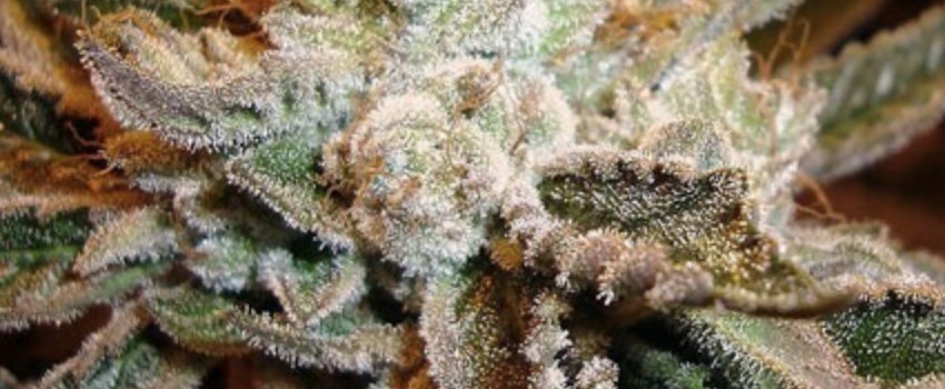 Sour Power Adverse Reaction