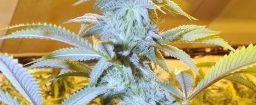 Sour Power Medical