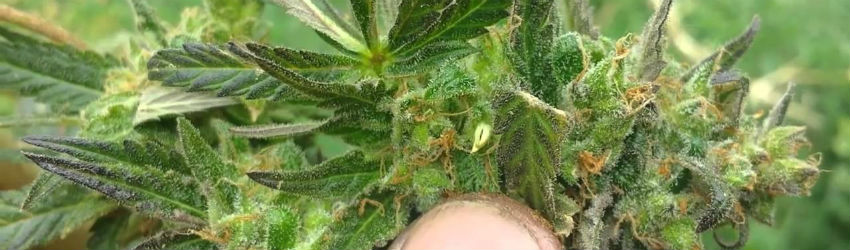 hermaphroditic cannabis plant