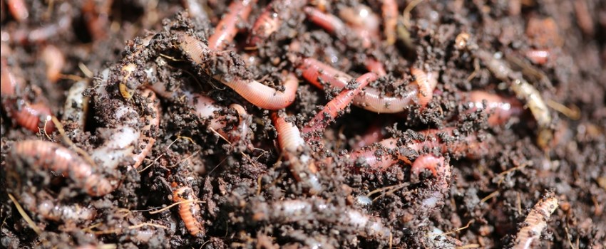 Worm Castings vs Vermicomposts