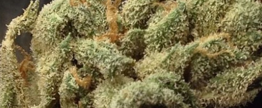 Butterscotch Medical