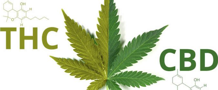 CBD vs. THC