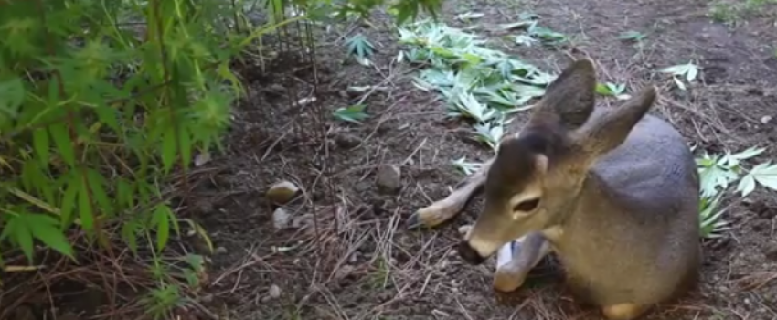 Deer
