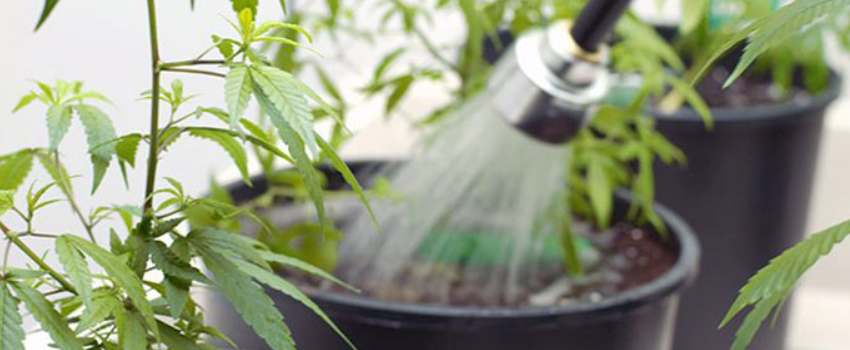 Flush and Add Nutrients