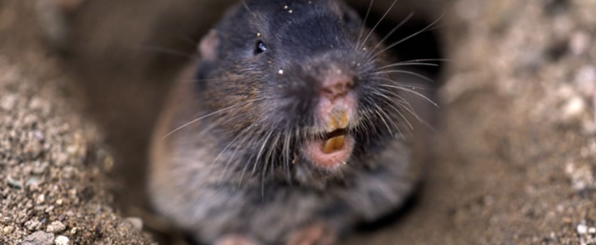 Gophers