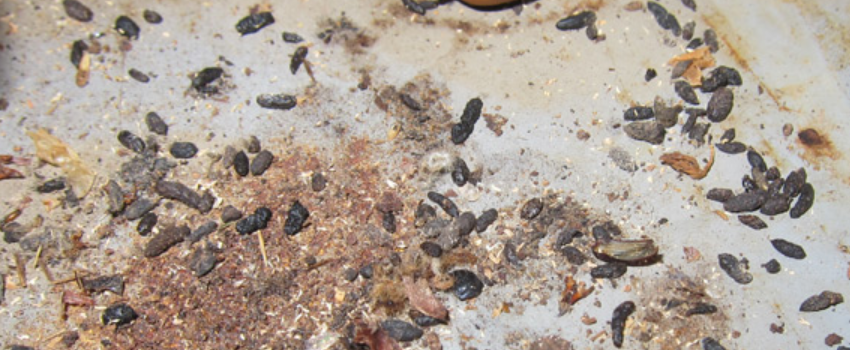 Identification