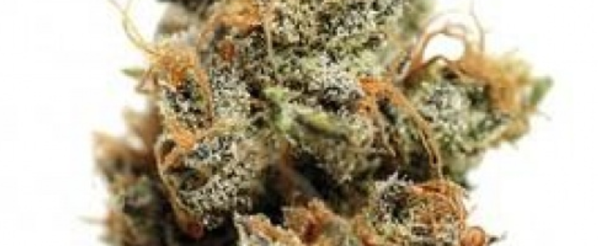 Manitoba Poison Adverse Reaction