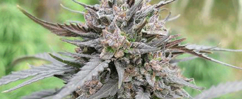 Manitoba Poison Medical